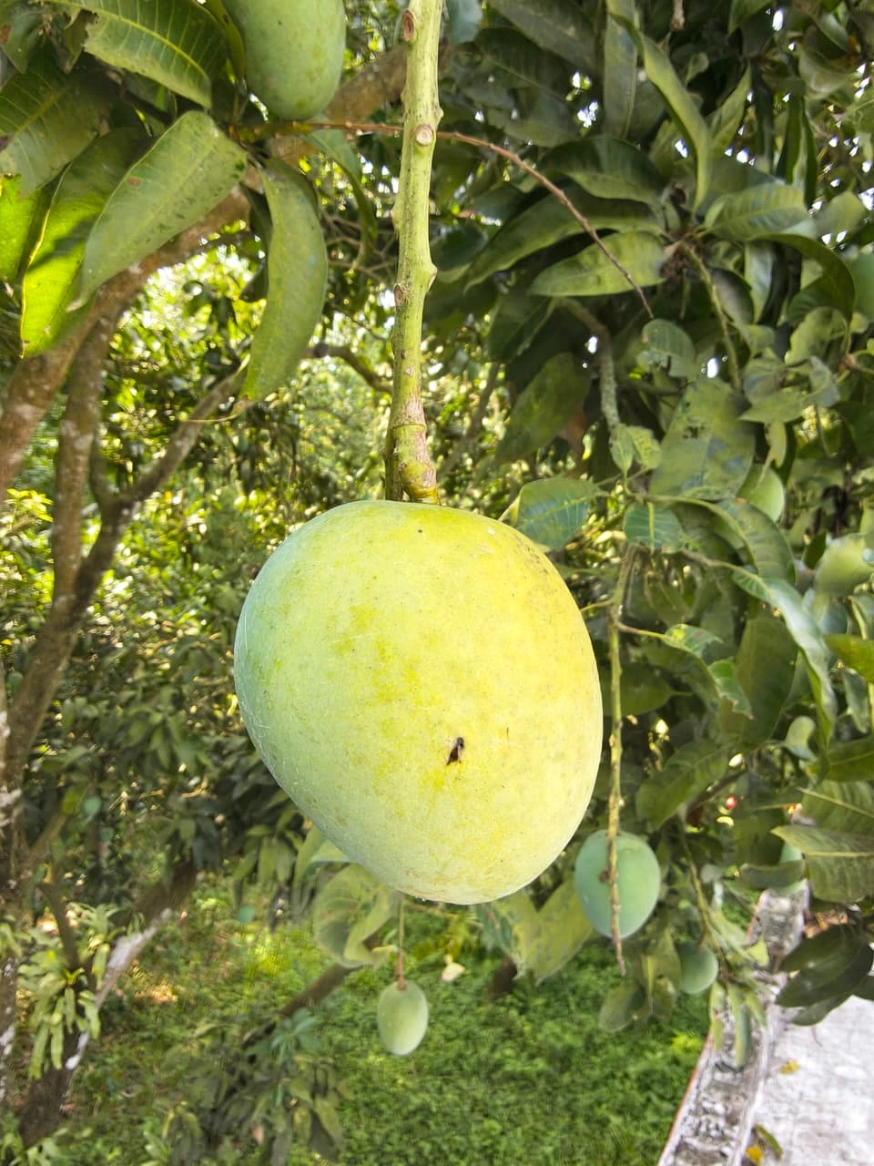 পরিপক্ব হিমসাগর আম