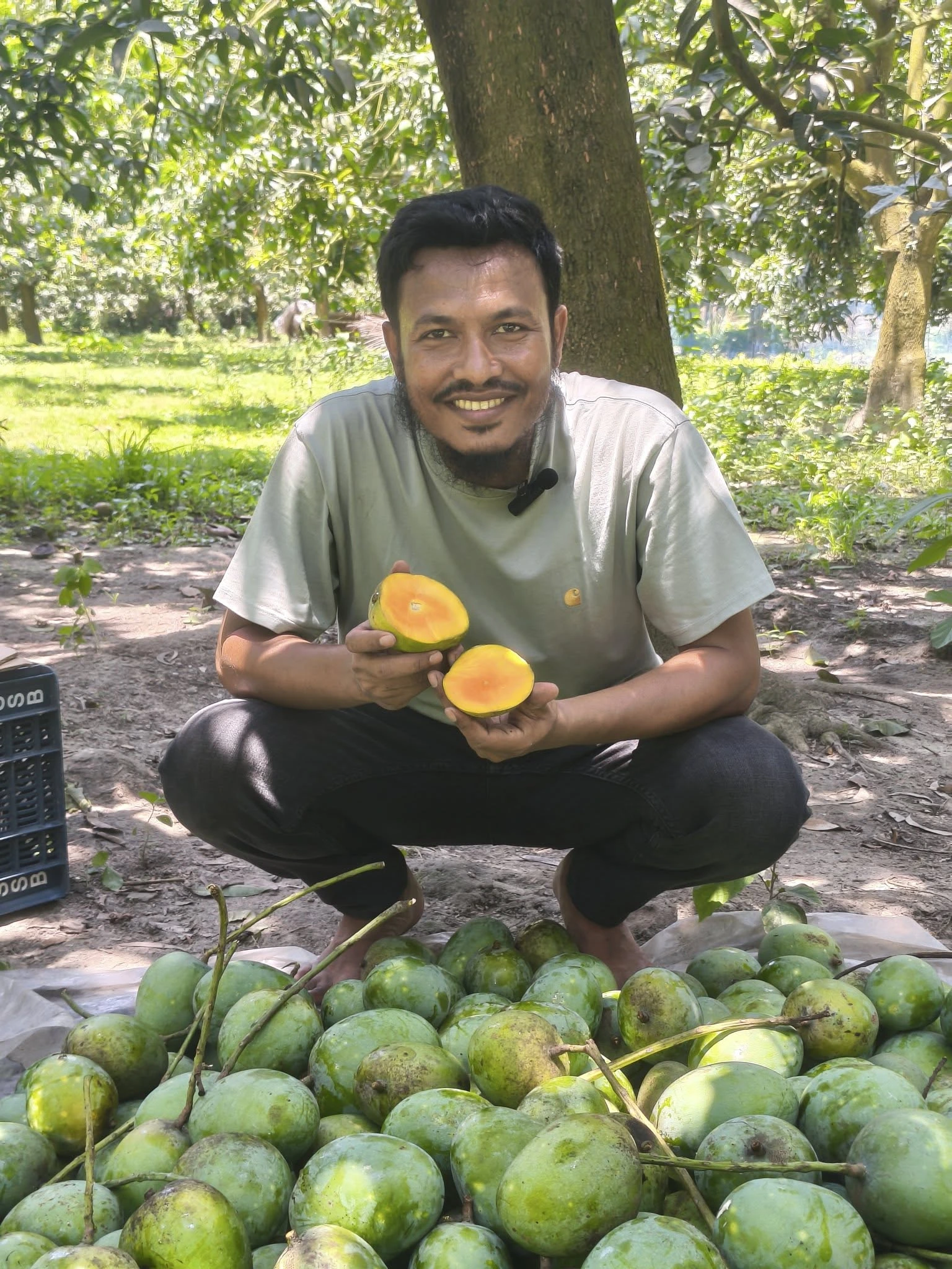 রসালো হিমসাগর