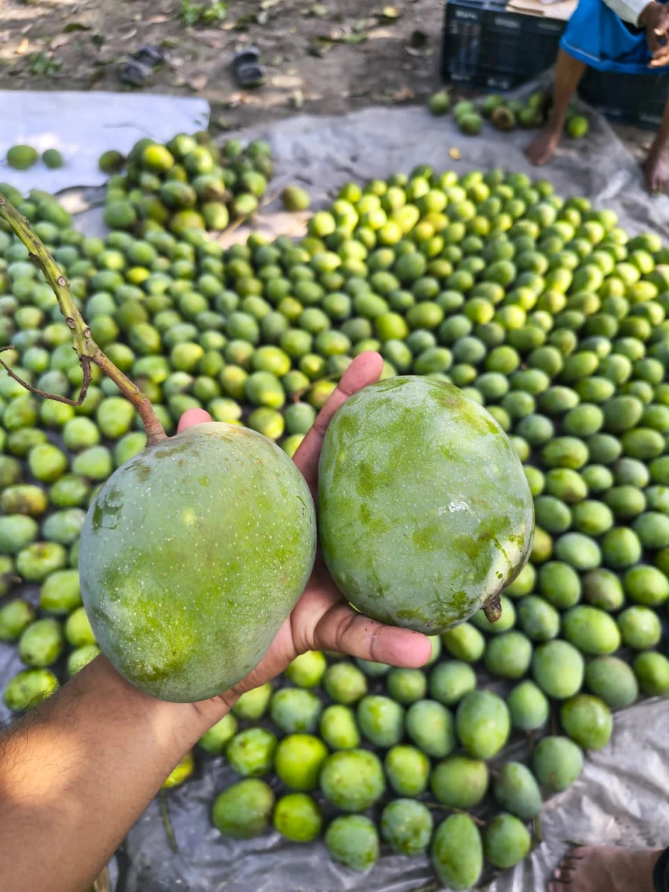 যত্নসহকারে প্যাকেজিং